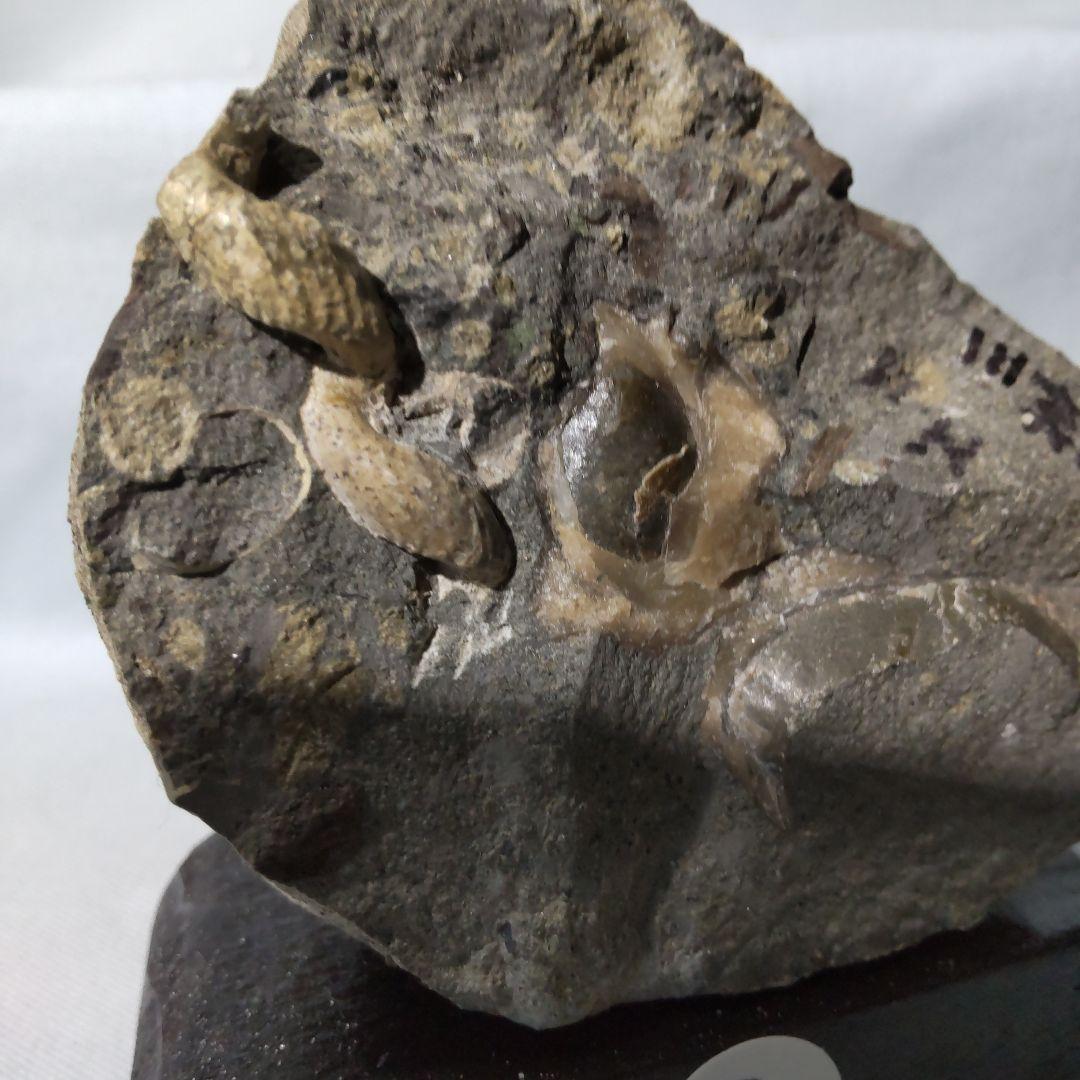 『ちび様』専用取引品、北海道アンモナイト化石　異常巻３点＋正常巻１点