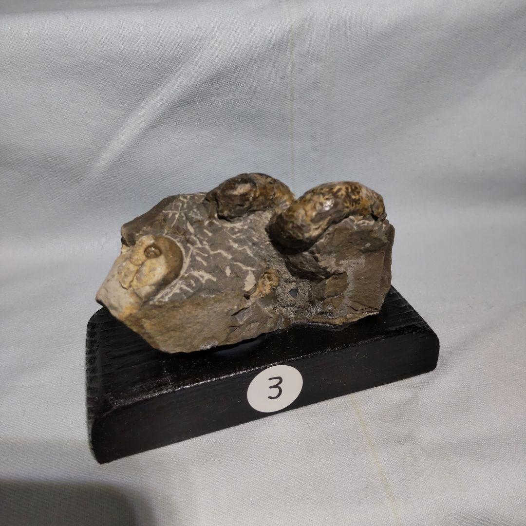 『ちび様』専用取引品、北海道アンモナイト化石　異常巻３点＋正常巻１点