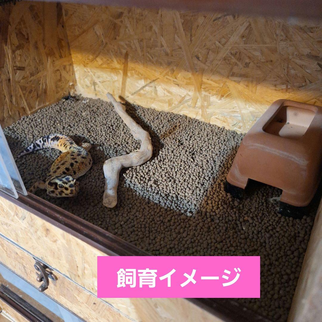 コスパ重視！OSB木製ケージ450(未使用) - メルカリ