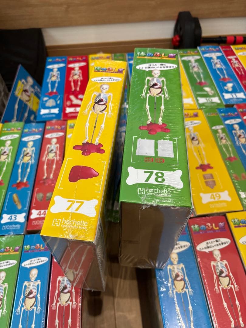 最終値下げ❗️アーサー 人体模型 セット 101個 バインダー14冊付き