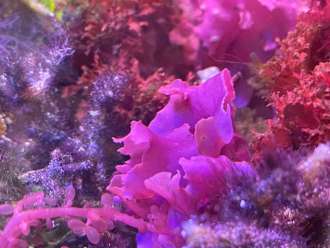 【匿名・宅急便】　赤色海藻詰め合わせ②　紅藻　+ 褐藻　緑藻