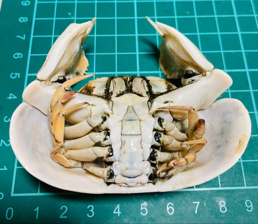 マルソデカラッパ 乾燥標本③カラッパ カニ 標本 - メルカリ