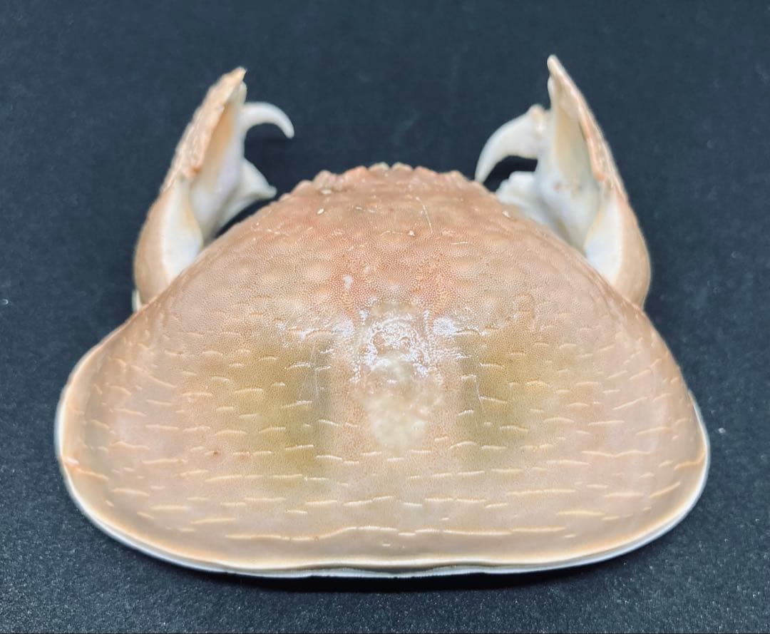 マルソデカラッパ 乾燥標本③カラッパ カニ 標本 - メルカリ