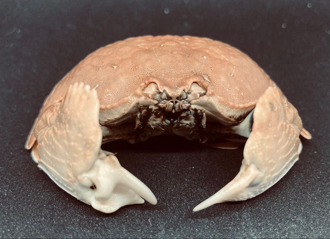 マルソデカラッパ 乾燥標本③カラッパ カニ 標本 - メルカリ