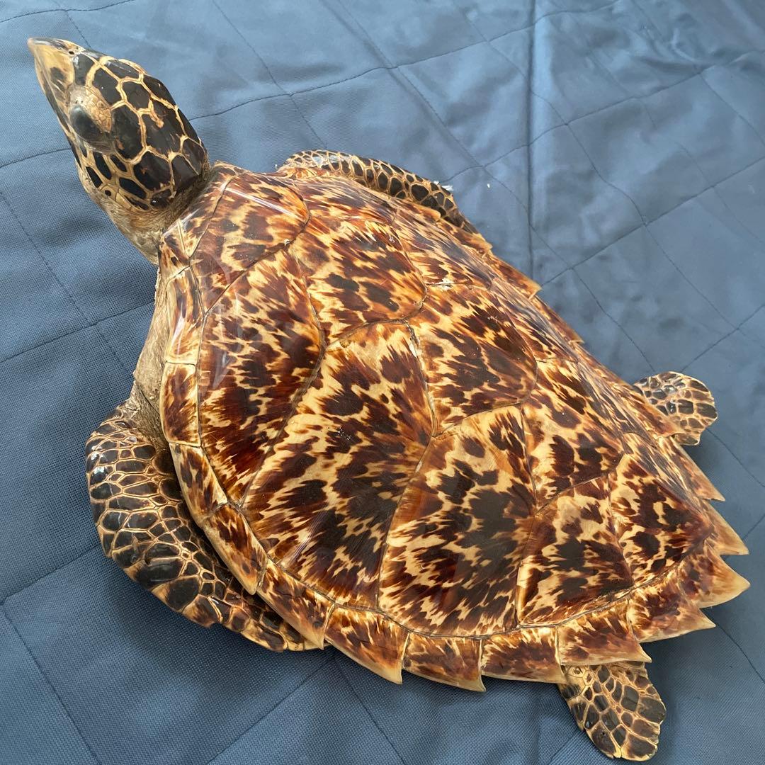 タイマイ ウミガメ 剥製 国際希少野生動植物種登録票有り - メルカリ