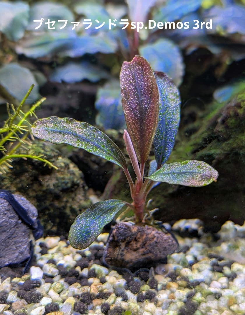 ブセファランドラsp.Demos 3rd【完全水中葉】