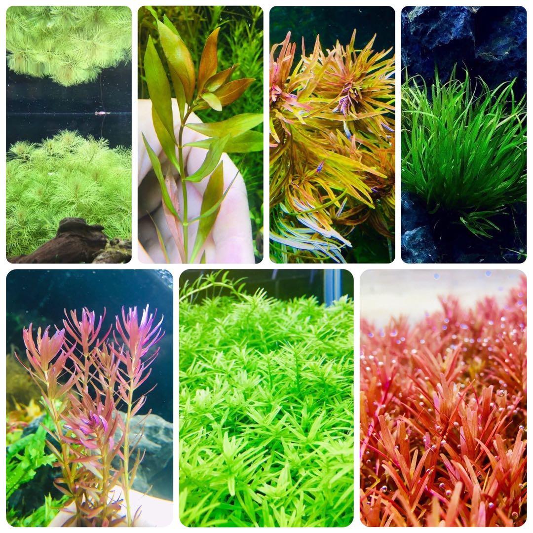 水草セット 7種類 水中葉 無農薬 無害虫 - メルカリ