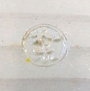 茶道具 兜巾 香合 川嵜和楽