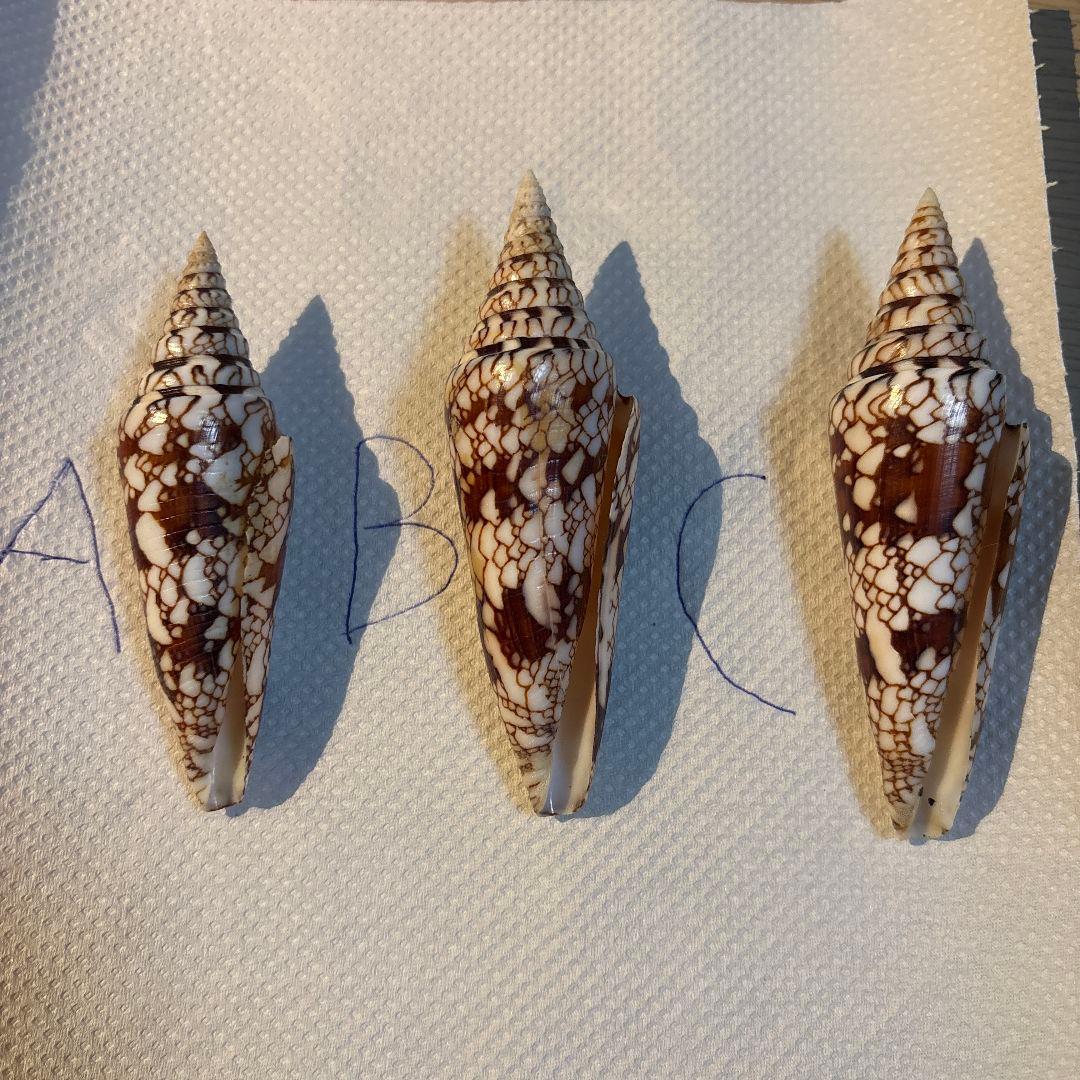 貝殻 イモガイ \"Milneedwardsii” 赤と白いストライプ