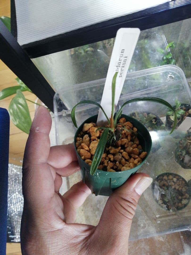 く*お様 aridarum perisai