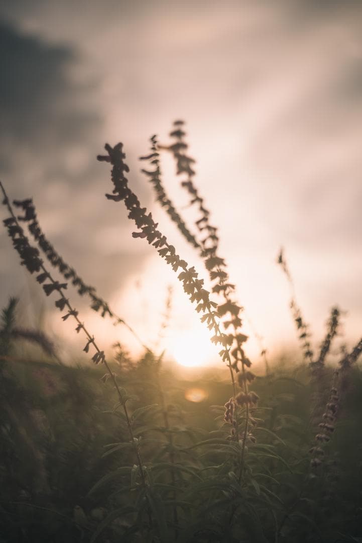 itaru kumona様ライカの癖玉！Leica Summar 50mm f2