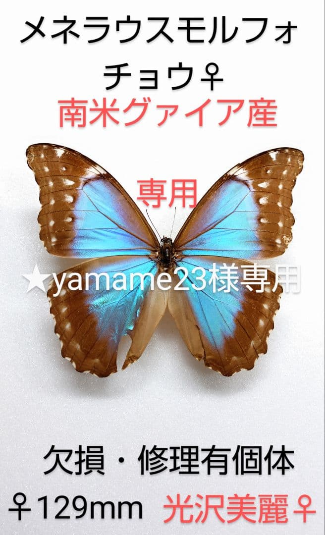 ☆yamame23様専用☆モルフォ蝶標本 ディディウス・メネラウスМ2♀セット