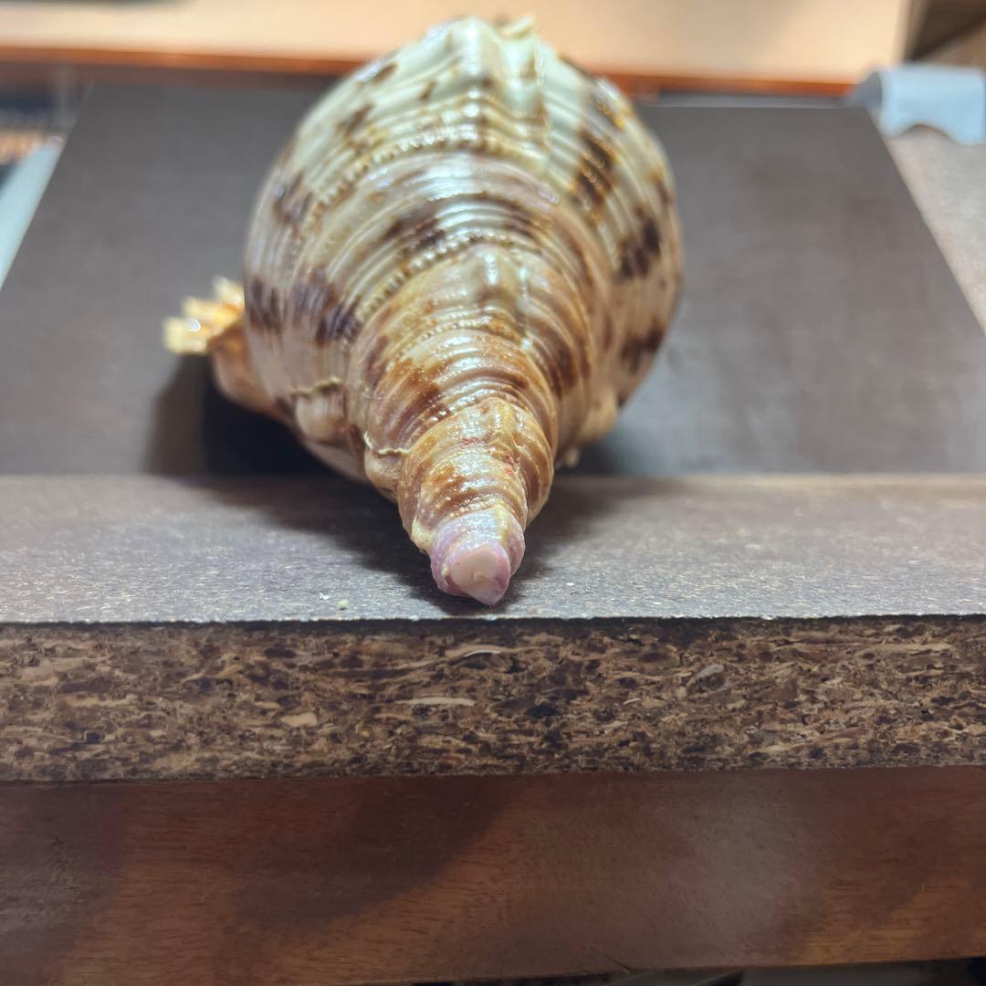 激レア長崎県産法螺貝ホラガイ