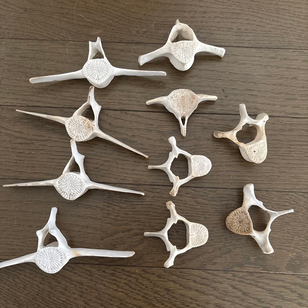 【希少】値下げ！イルカ　スナメリ10本セット　背骨　椎骨　標本　骨格標本