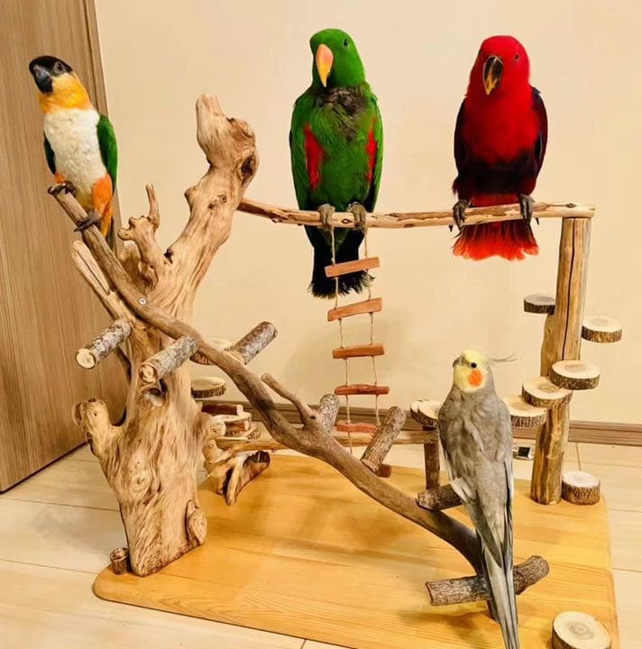 鳥インコ止まり木 バードアスレチック バードジムバードトイパーチ 大型