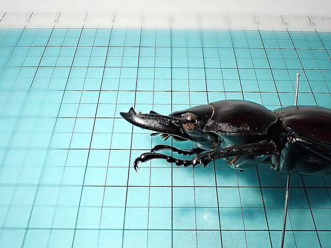 標本】ヤエヤママルバネクワガタ 石垣島産 54.6ミリ 規制前採集個体