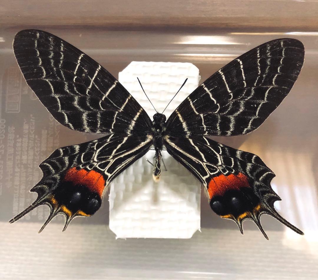 外国産蝶標本】シボリアゲハ♂/タイ.チェンダオ産/96mm