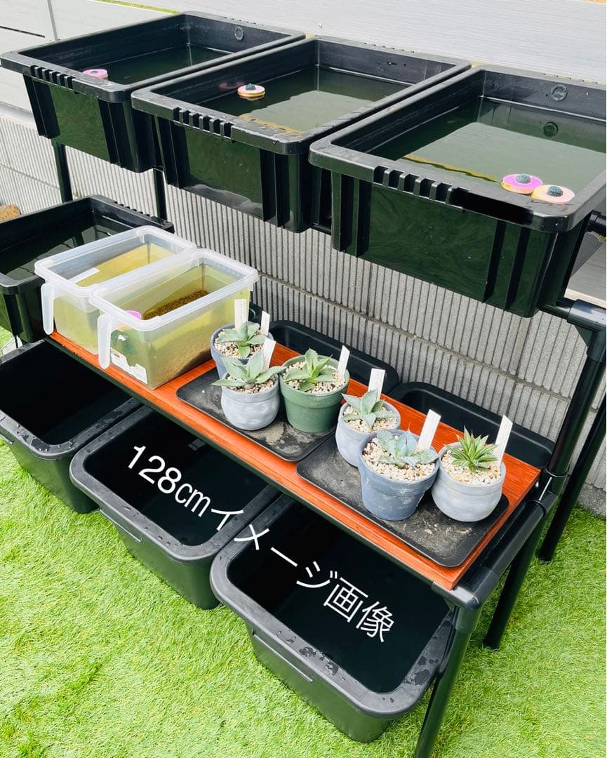 材料高騰の為ラスト3点！メダカラック めだか棚 ご希望サイズ！ めだか