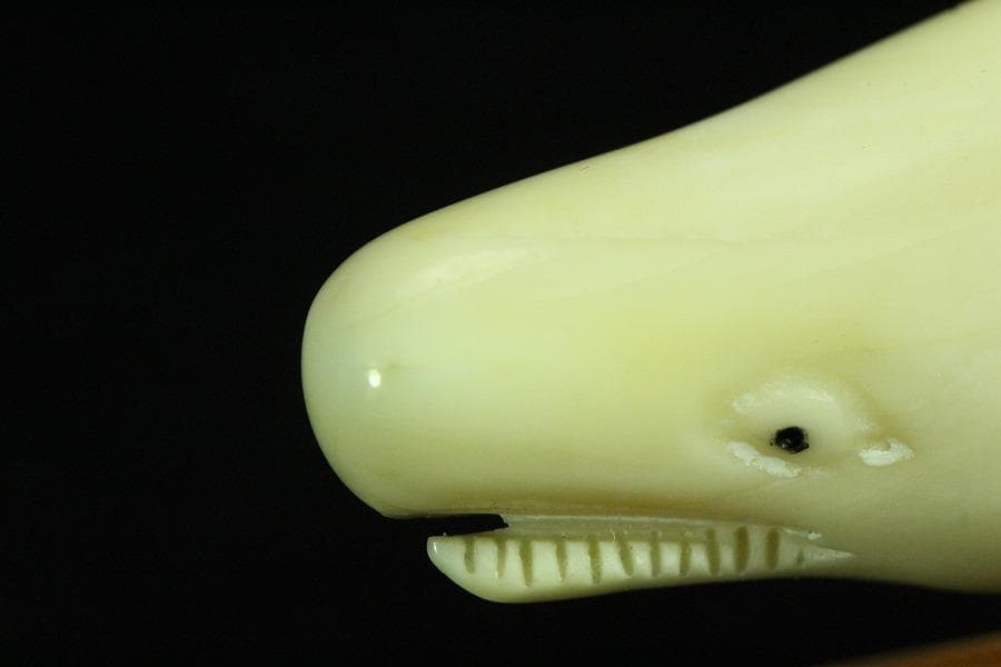 抹香鯨 歯 細密 彫刻 鯨 置物 根付 台付(K-A995) マッコウ鯨の歯 十二支