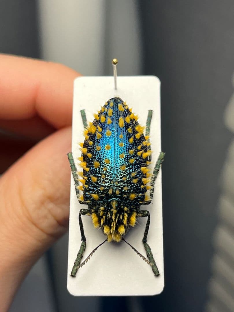 極美展足】ムラサキケブカフトタマムシ スハンダエ プラチナコガネ