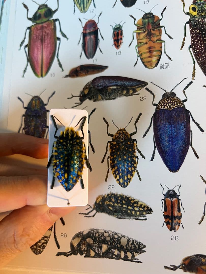 極美展足】ムラサキケブカフトタマムシ スハンダエ プラチナコガネ