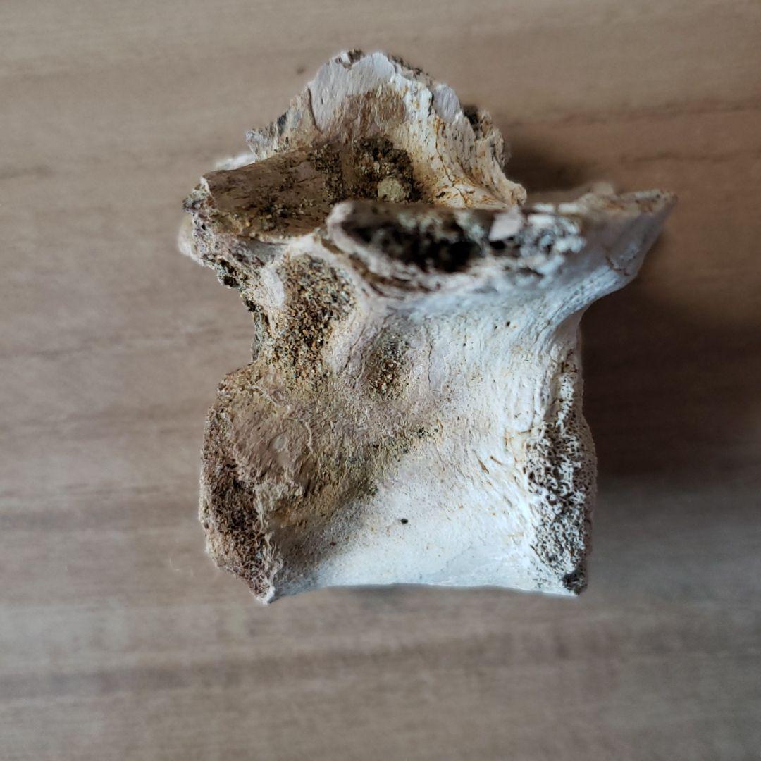 化石 白亜紀 ヘルクリーク 大型ワニ・レディスクスの脊髄