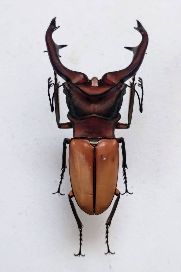 ルニフェルミヤマクワガタ野外品71mm