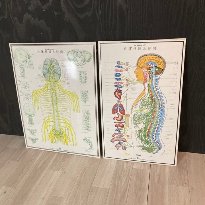 自律神経系統図 人体神経系統図 2個セット 科学新聞社出版局