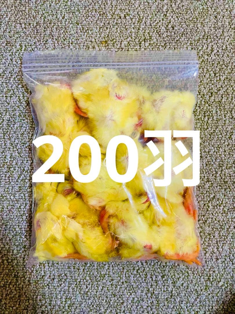 リピート購入、複数購入で＋10羽 送料無料 国産 新鮮安全 冷凍ひよこ