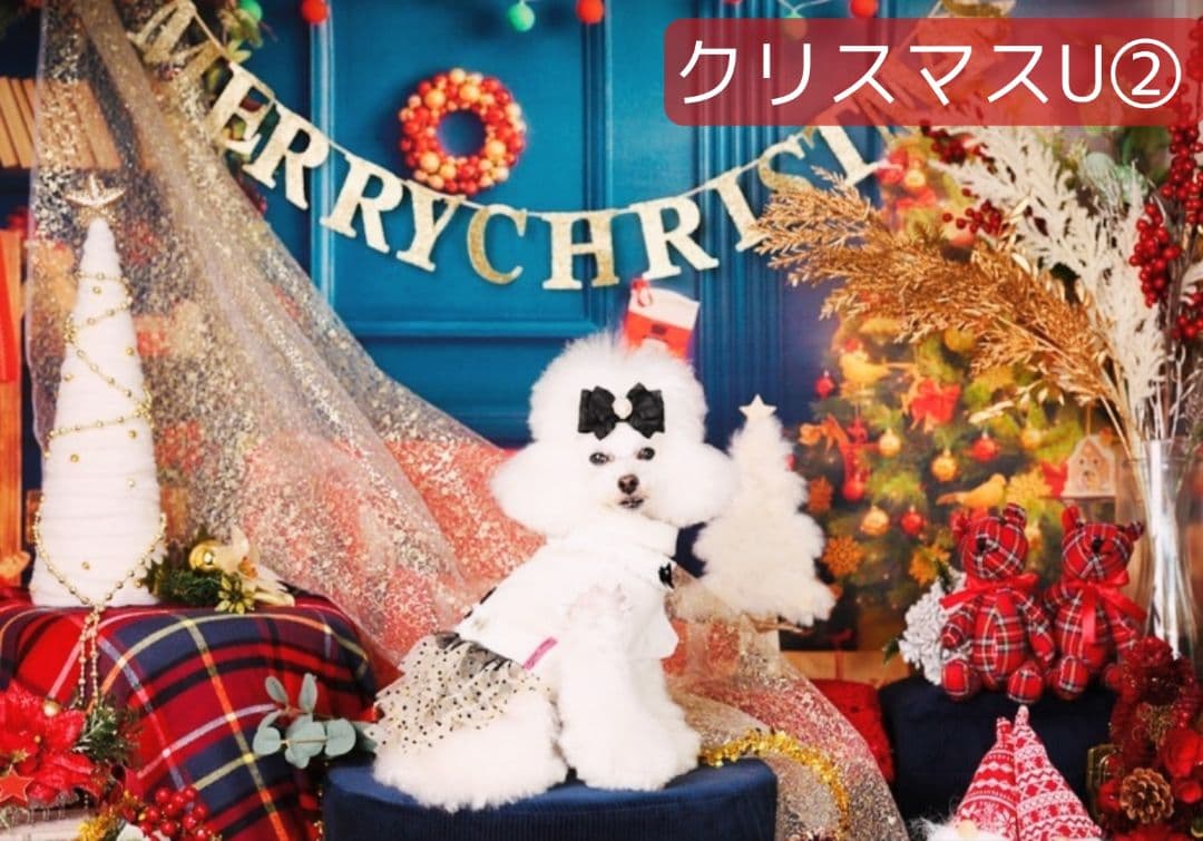 背景布【秋CB】サンプル80×120cmペット撮影用9月パンパスグラス 背景布【