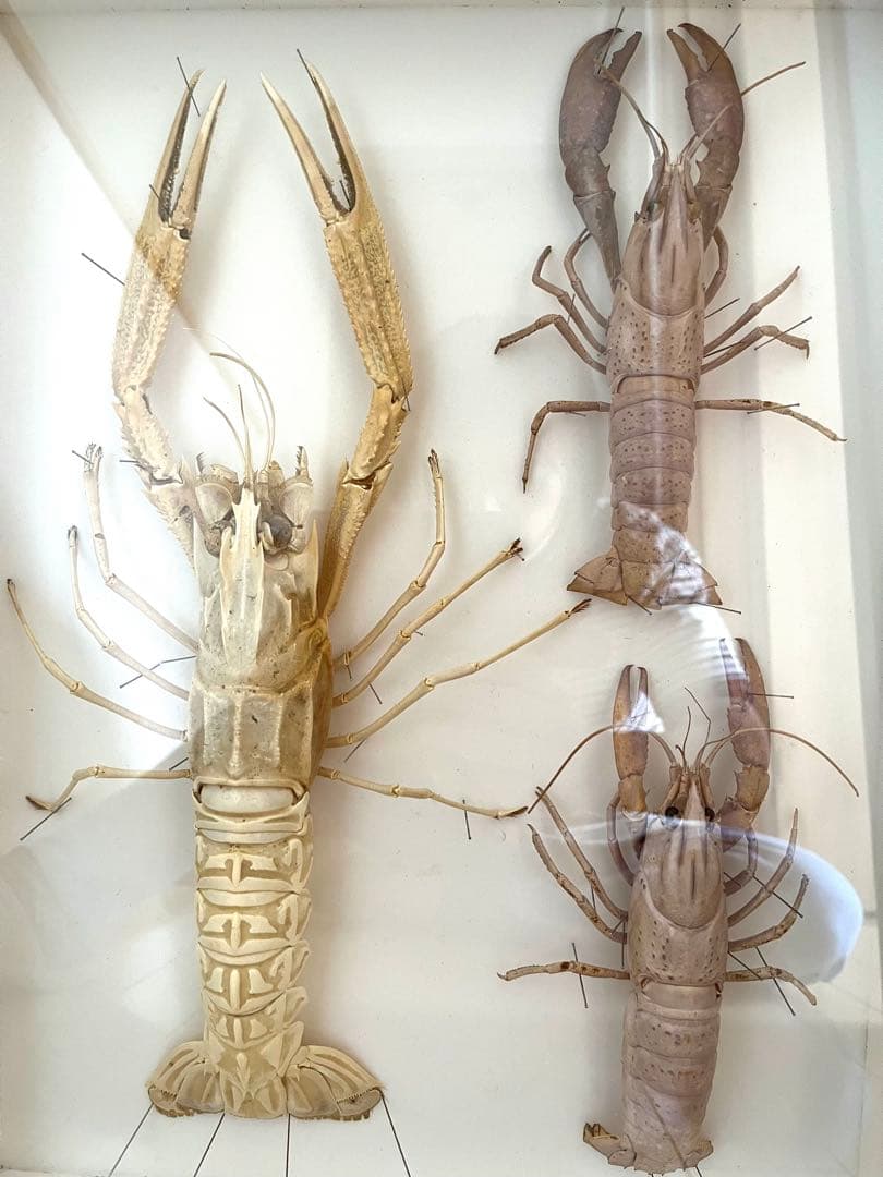 大アカザエビ ウチダザリガニ 標本3体 ドイツ箱入りの通販はau PAY