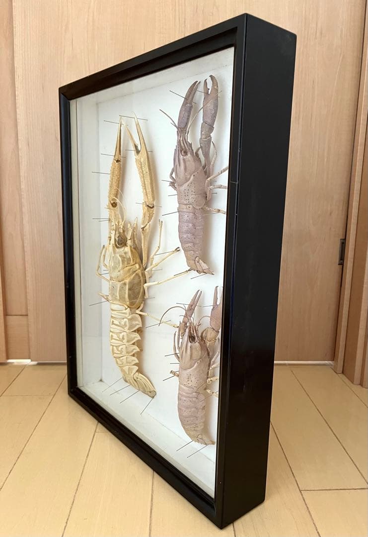 大アカザエビ ウチダザリガニ 標本3体 ドイツ箱入りの通販はau PAY