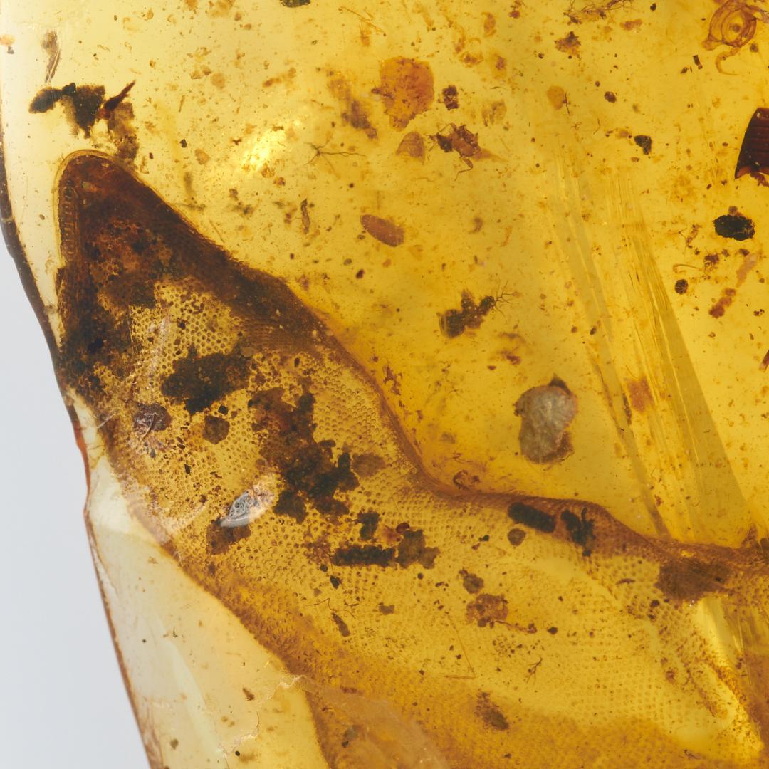 レア極上品 PA0084虫入り琥珀化石 ミャンマーカムティかタナイ9900万年