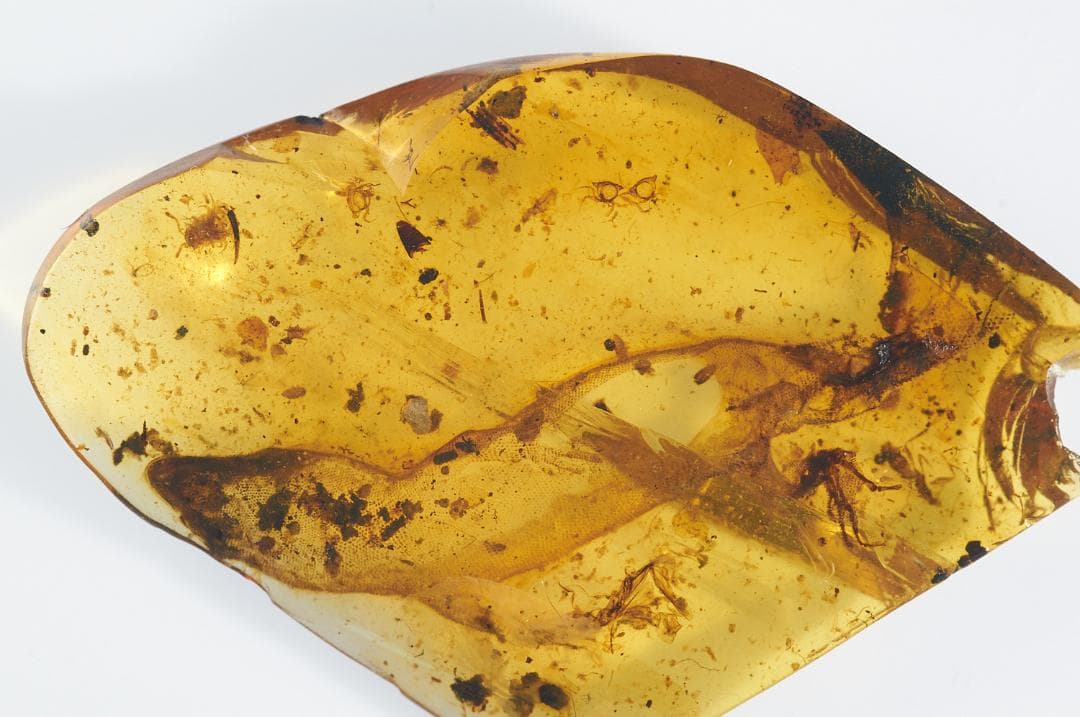 レア極上品 PA0084虫入り琥珀化石 ミャンマーカムティかタナイ9900万年