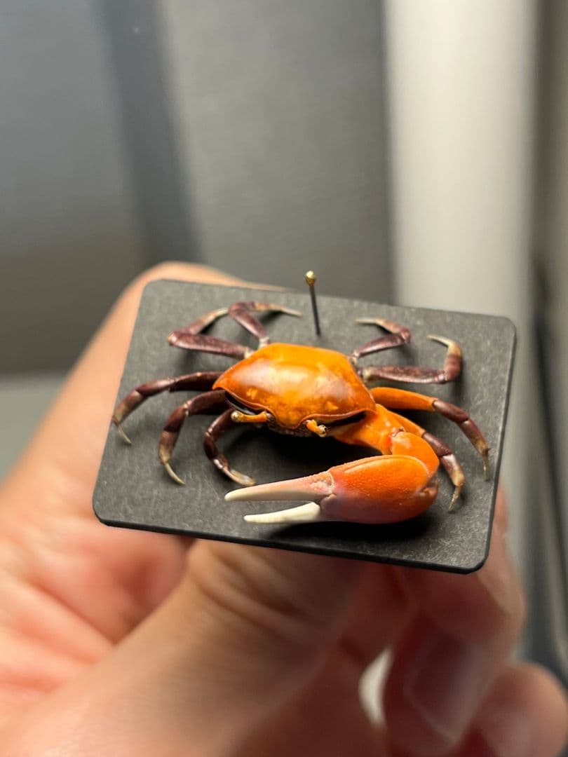 色残抜群】ベニシオマネキ かに カニ 蟹 ガニ シャコ エビ ロブ 昆虫標本