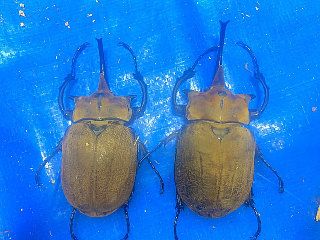 レア種！標本 エレファス オキシデンタリス 102 112mm セット レア種