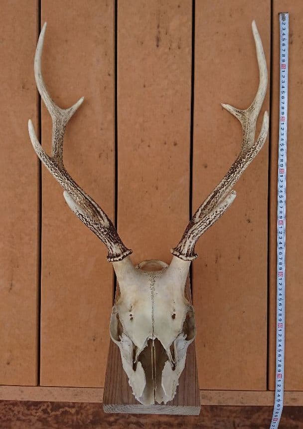 鹿角 ハンティングトロフィー 鹿スカル ③ 注文 鹿角 ハンティング