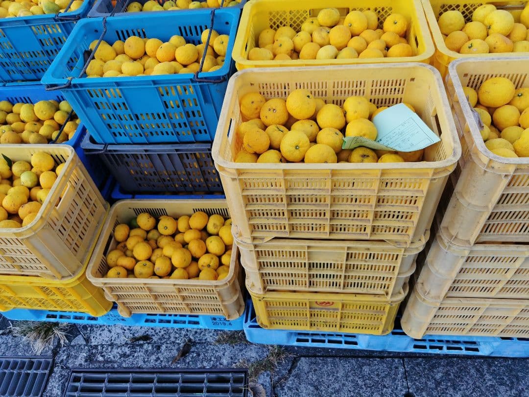 ふれあい農園の柚子果汁　720ml6本入り　無添加 　栽培期間農園不使用