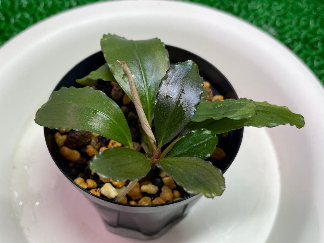 TB便 2種セット】