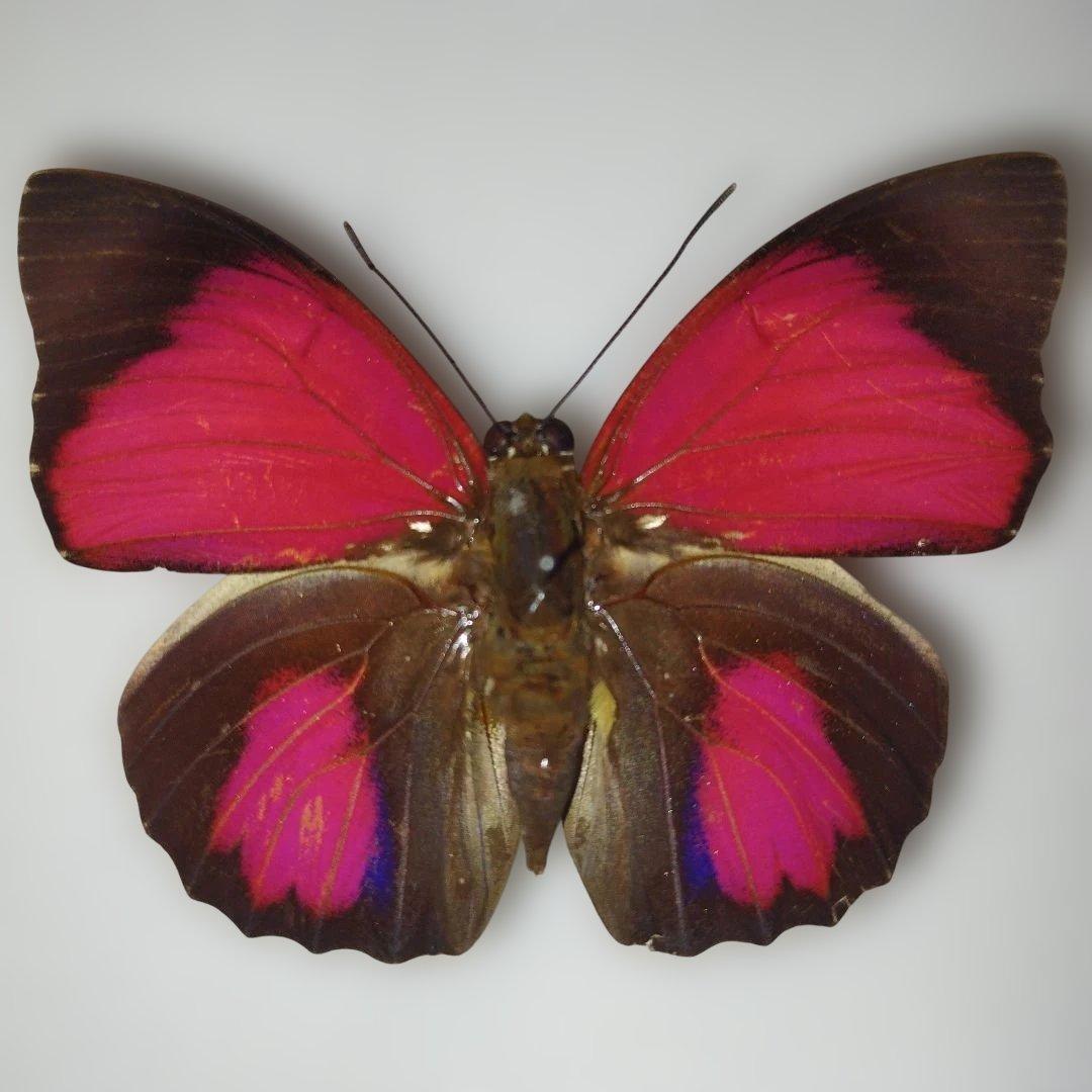 クロエサスミイロタテハ アグリアス ジュルチ 蝶標本