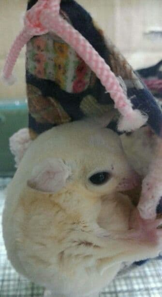 モモンガハウス(カフェ・猫) ボア白 大きいサイズ(家族用) 2200円