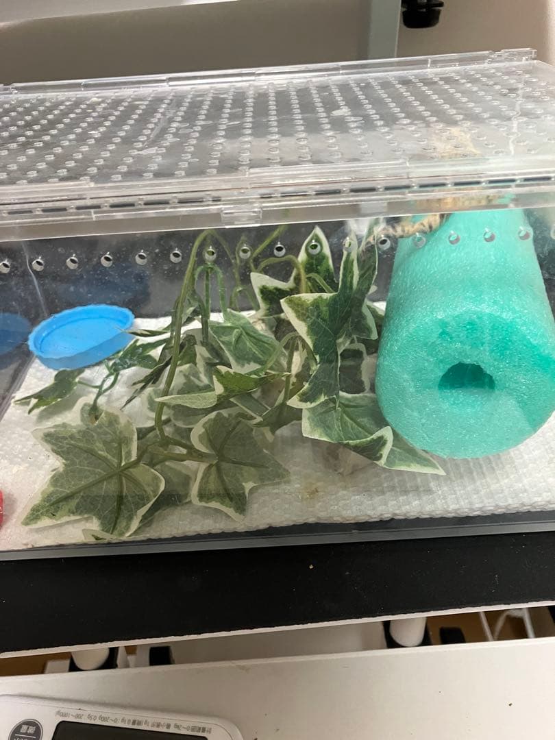 新品未使用】爬虫類ケージ ゲージ アクリル マグネット スライド式 4box