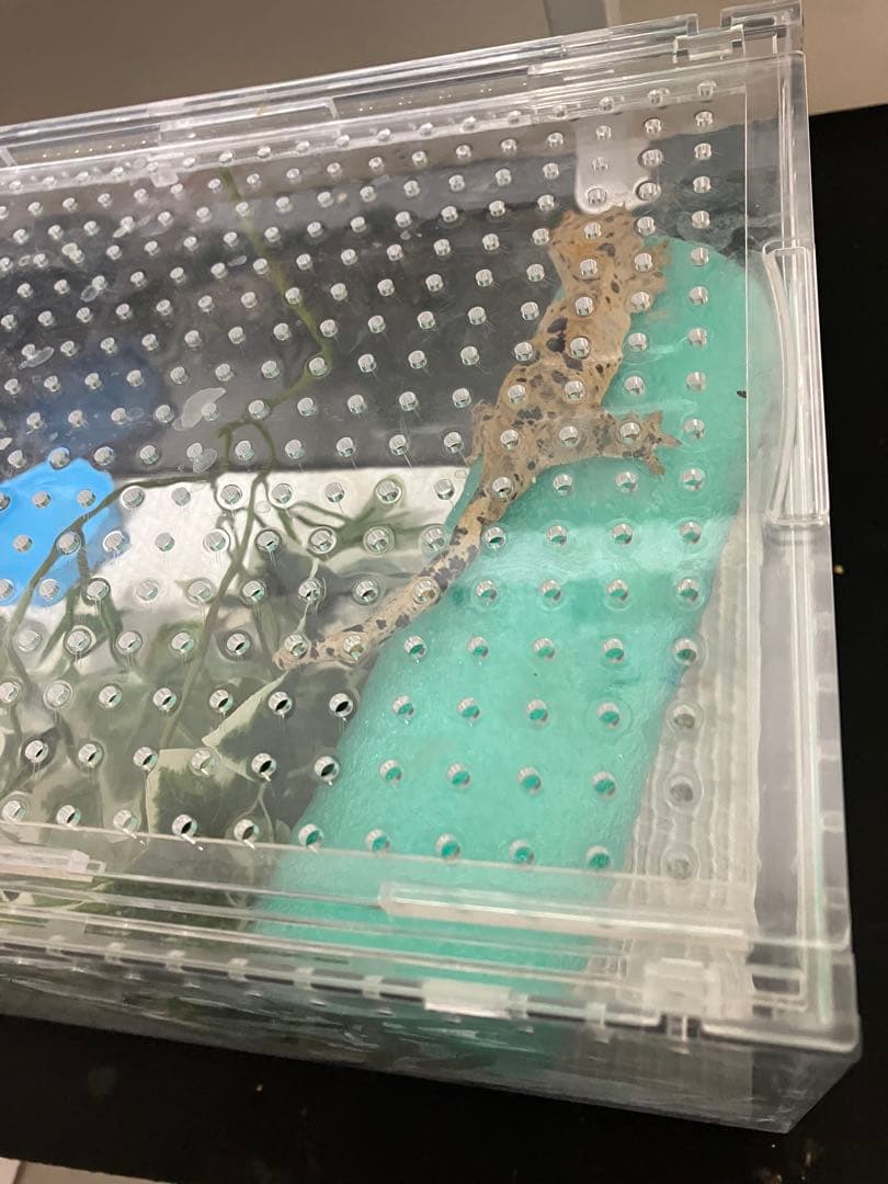 新品未使用】爬虫類ケージ ゲージ アクリル マグネット スライド式 4box