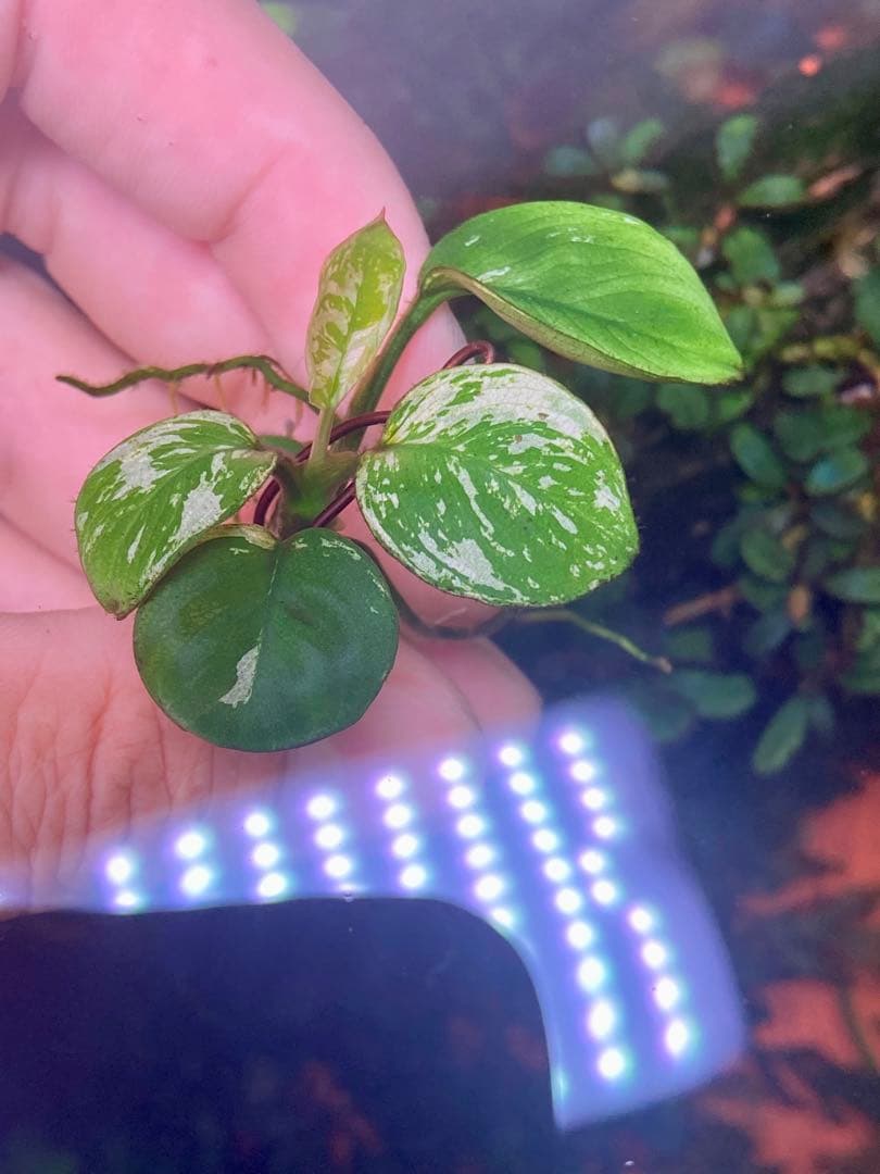 専用 アヌビアスナナ 斑入りキング 6株