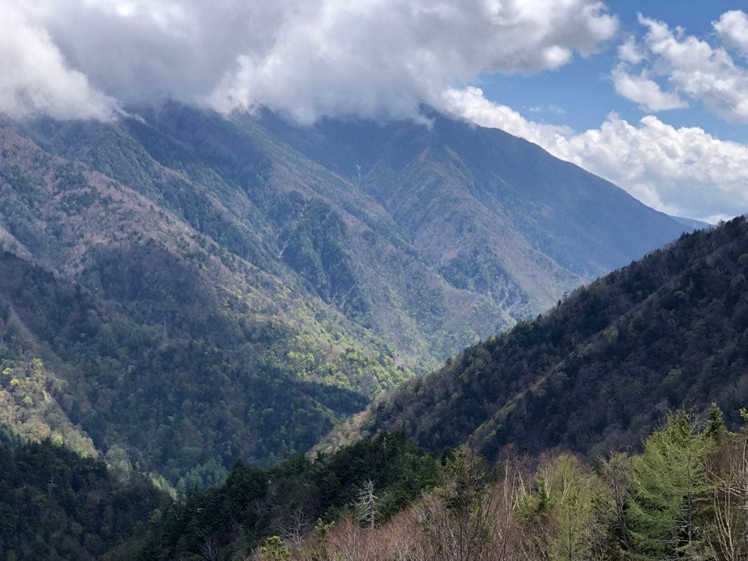 龍さん様専用 100g×10袋 健康長寿の川根茶 農家直売 静岡