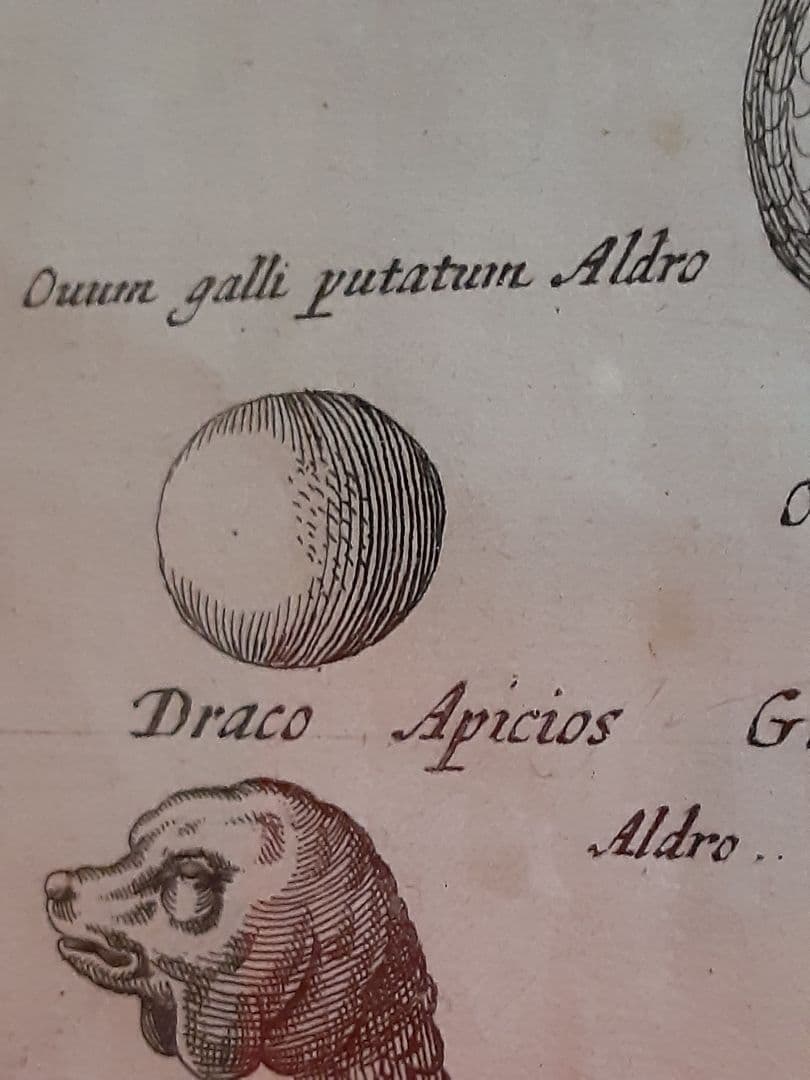 ヨンストンヒュドラ銅板画 - メルカリ