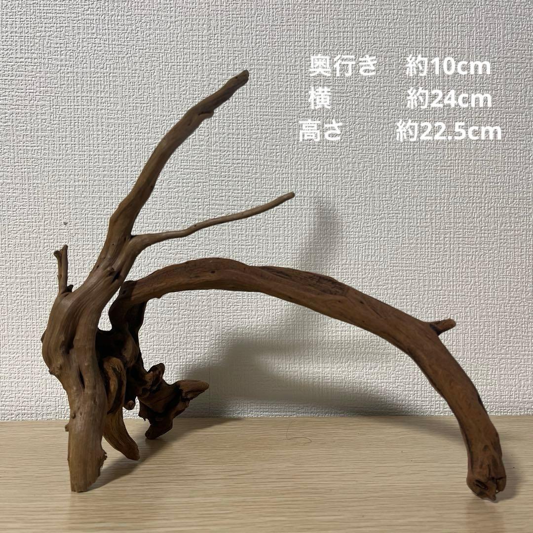 一点もの マングローブ9点まとめ売り✨レイアウト アクアリウム