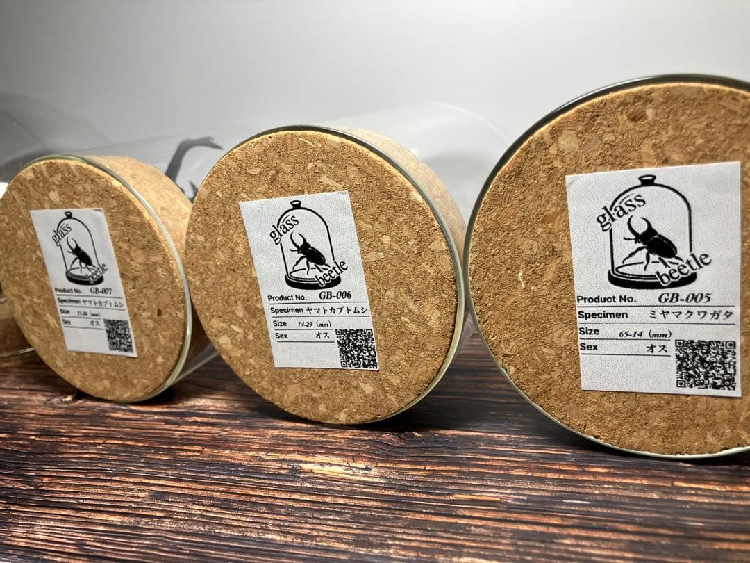 Glass Beetleヤマトカブトムシ標本 GB-002】