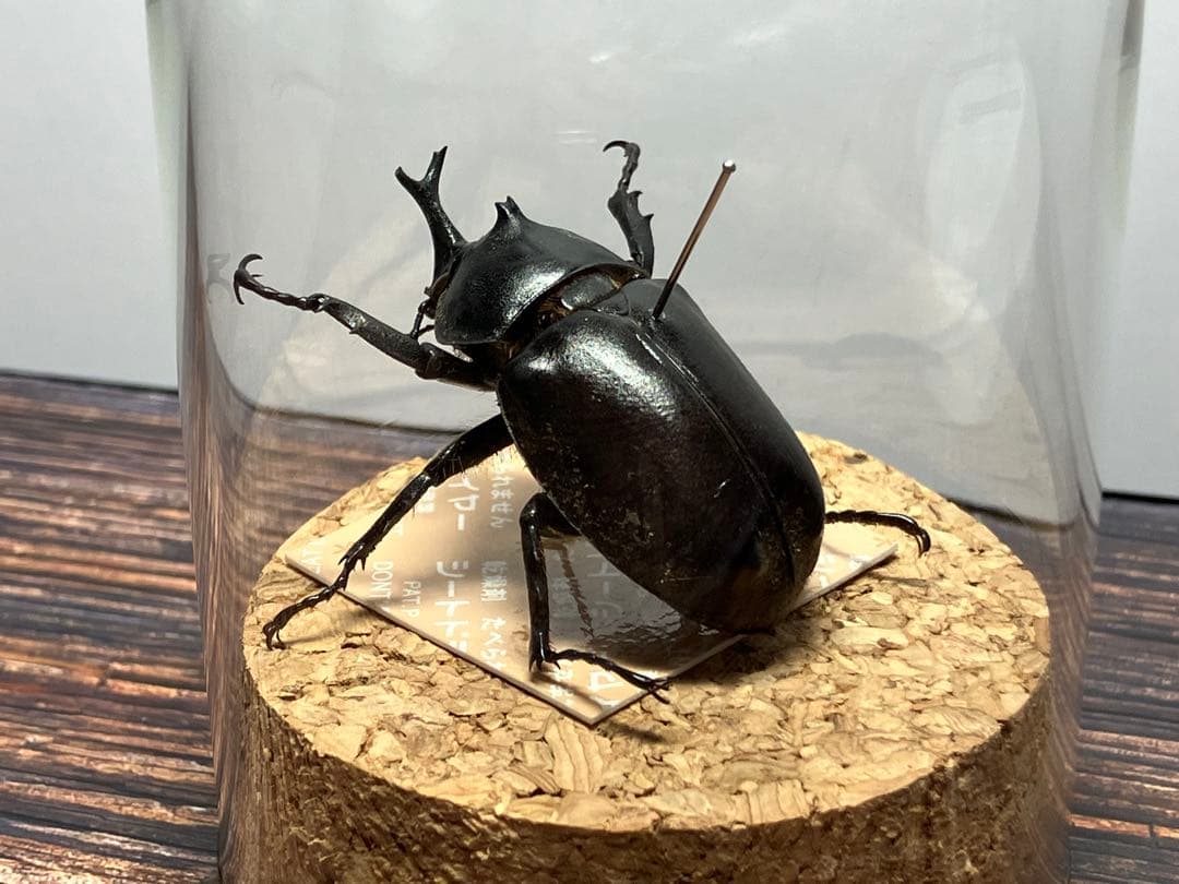 Glass Beetleヤマトカブトムシ標本 GB-002】