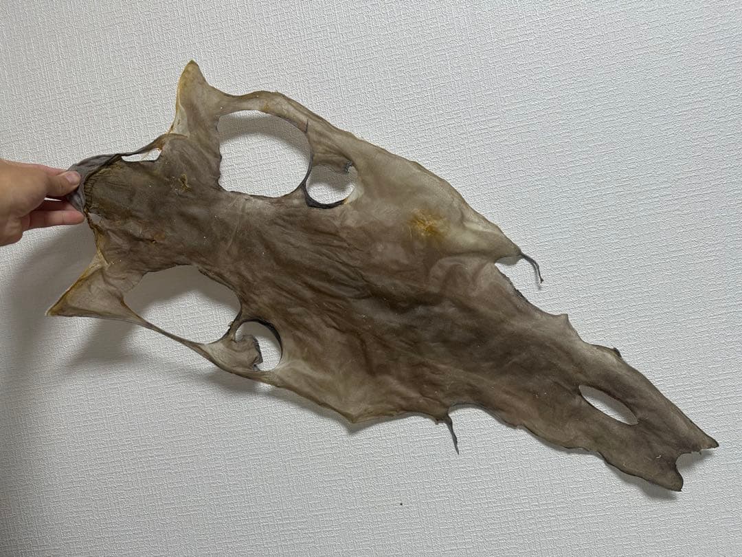 カグラザメ 全身 皮